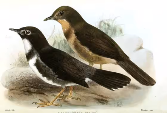 Pelat ilustrasi Catharopeza bishopi dengan beberapa figur burung