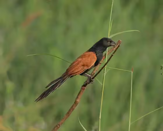 Dokumentasi Centropus bengalensis