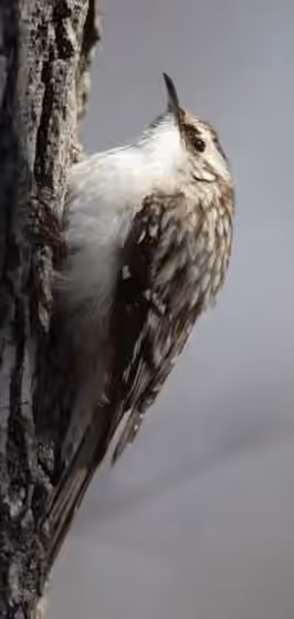 Dokumentasi Certhia americana