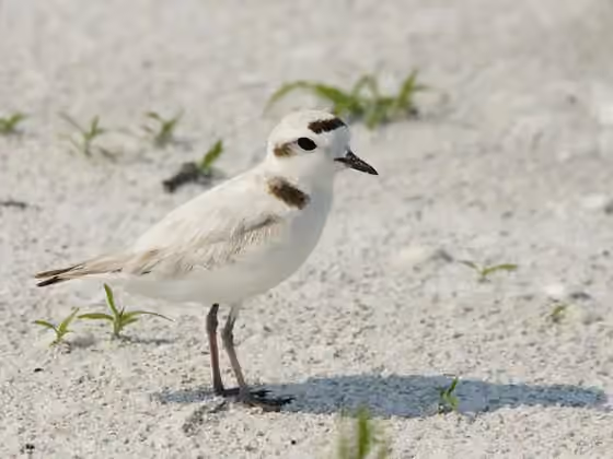 Dokumentasi Charadrius nivosus