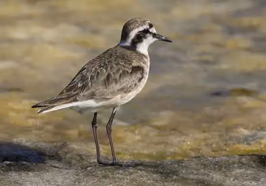 Dokumentasi Charadrius pecuarius