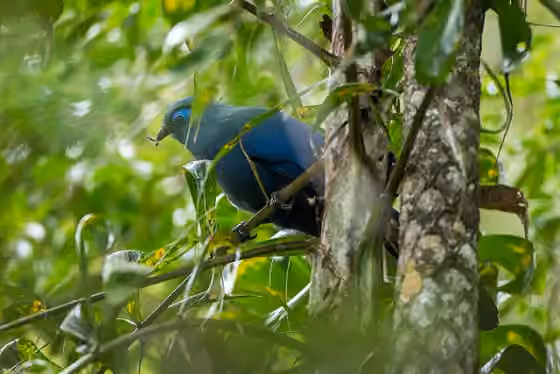 Dokumentasi Coua caerulea
