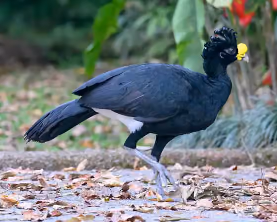 Dokumentasi Crax rubra