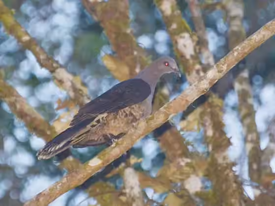 Dokumentasi Cryptophaps poecilorrhoa