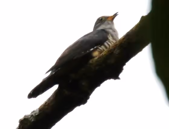 Dokumentasi Cuculus lepidus