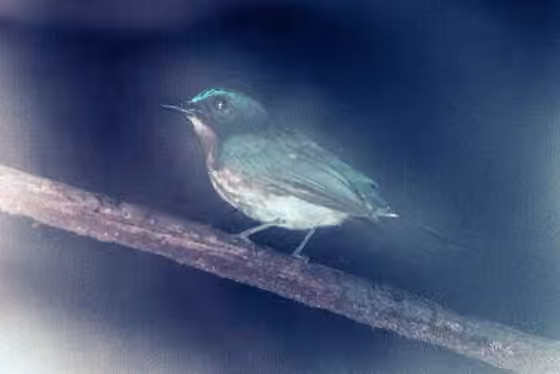 Dokumentasi Cyornis lemprieri