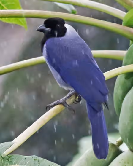 Dokumentasi Cyanocorax violaceus