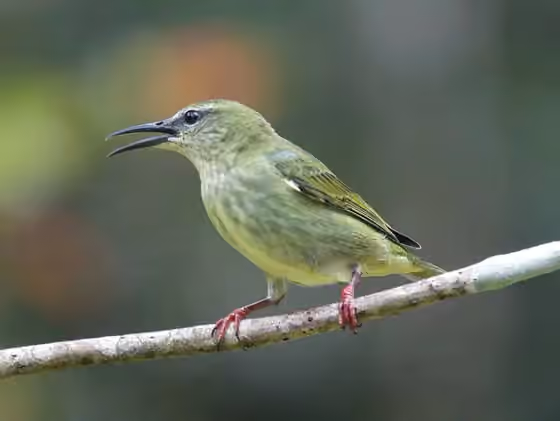 Dokumentasi Cyanerpes cyaneus
