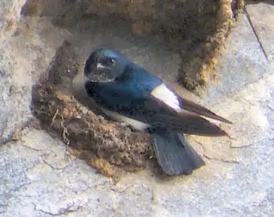 Dokumentasi Delichon nipalense