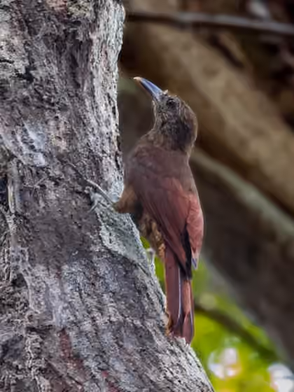 Dokumentasi Dendrocolaptes hoffmannsi