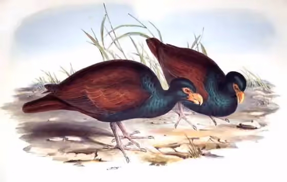 Ilustrasi Didunculus strigirostris
