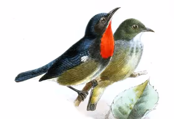 Pelat ilustrasi Dicaeum monticolum dengan beberapa figur burung