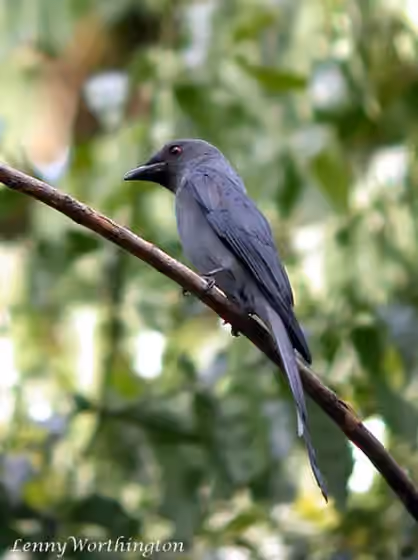 Dokumentasi Dicrurus leucophaeus