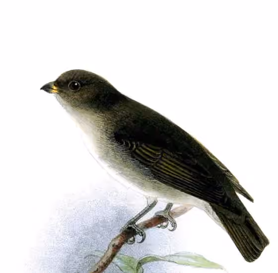 Ilustrasi Dicaeum everetti
