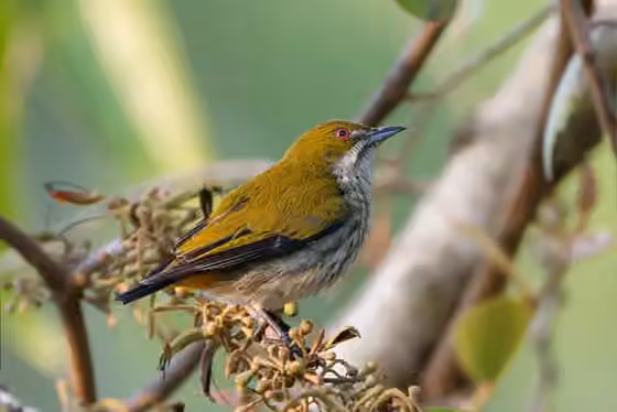 Dokumentasi Dicaeum chrysorrheum