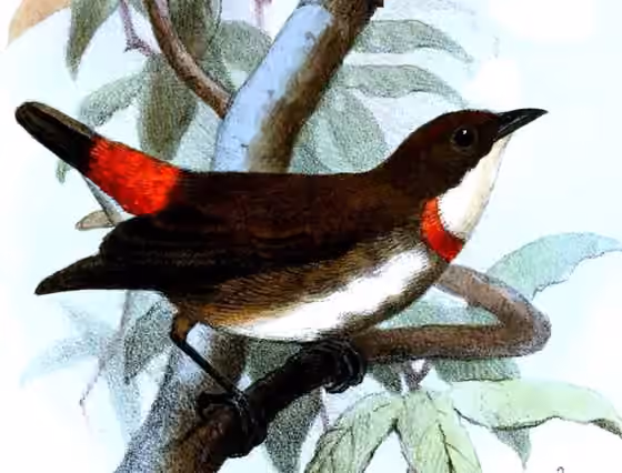 Ilustrasi Dicaeum eximium