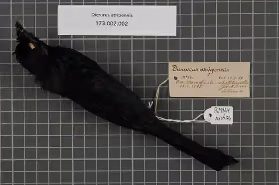 Spesimen koleksi Dicrurus atripennis dengan label koleksi