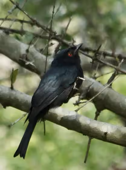 Dokumentasi Dicrurus ludwigii