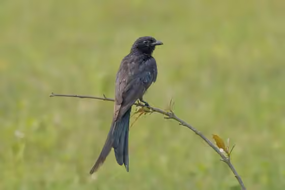Dokumentasi Dicrurus macrocercus