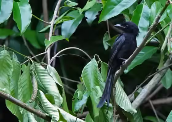 Dokumentasi Dicrurus andamanensis