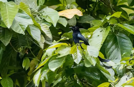 Dokumentasi Dicrurus menagei