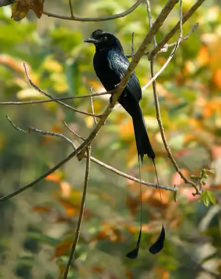 Dokumentasi Dicrurus paradiseus