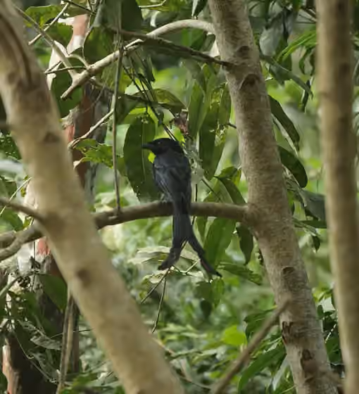 Dokumentasi Dicrurus waldenii