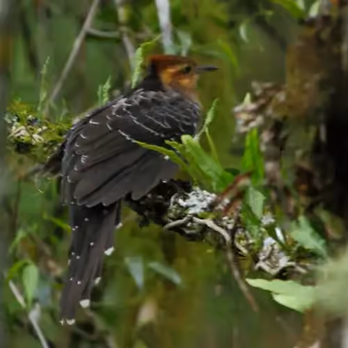 Dokumentasi Dromococcyx pavoninus