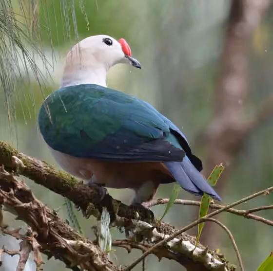 Dokumentasi Ducula rubricera