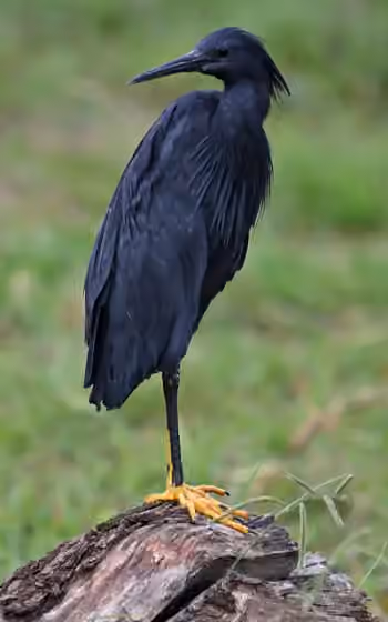 Dokumentasi Egretta ardesiaca