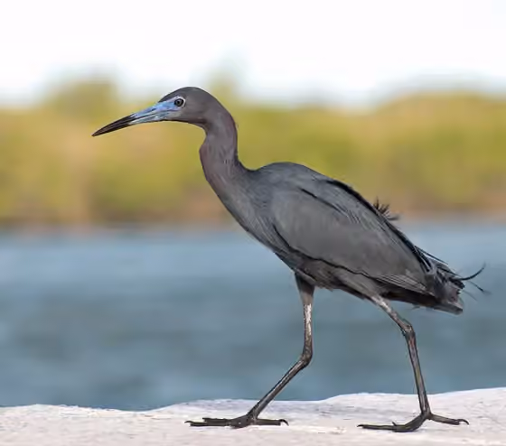Dokumentasi Egretta caerulea