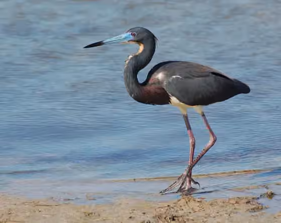 Dokumentasi Egretta tricolor