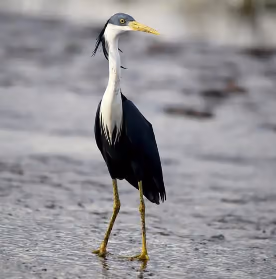 Dokumentasi Egretta picata