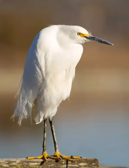 Dokumentasi Egretta thula