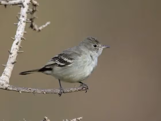 Dokumentasi Elaenia chiriquensis