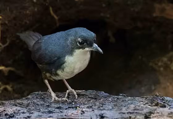 Dokumentasi Eleoscytalopus psychopompus