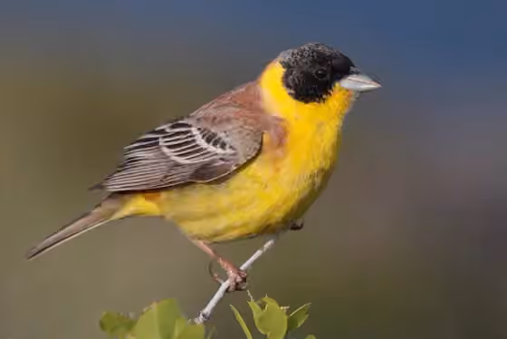 Dokumentasi Emberiza melanocephala