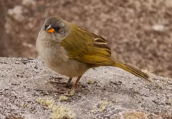 Dokumentasi Embernagra platensis