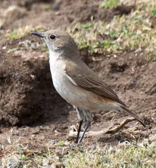 Dokumentasi Emarginata sinuata
