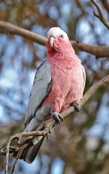 Dokumentasi Eolophus roseicapilla