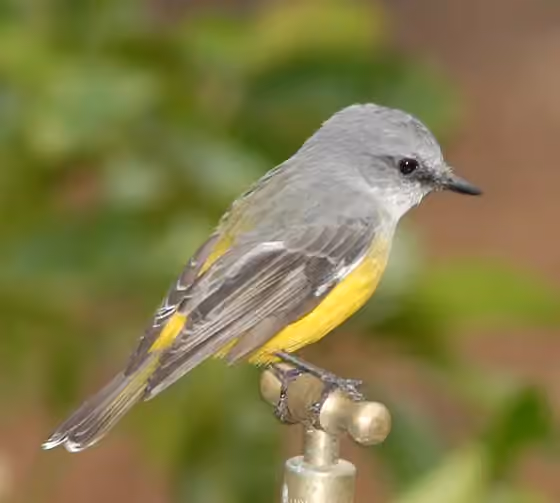 Dokumentasi Eopsaltria griseogularis