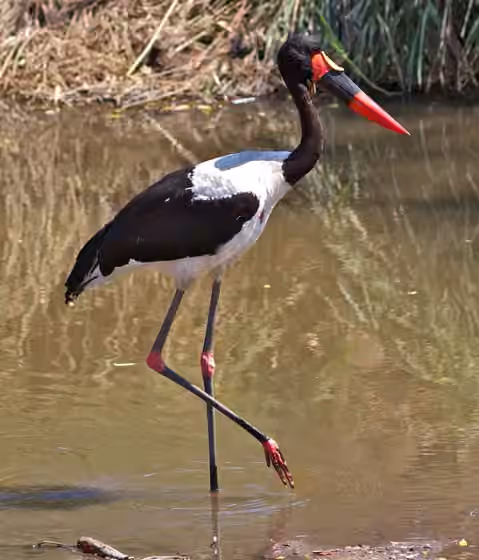 Dokumentasi Ephippiorhynchus senegalensis