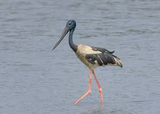 Dokumentasi Ephippiorhynchus asiaticus
