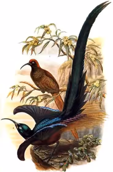 Pelat ilustrasi Epimachus meyeri dengan beberapa figur burung