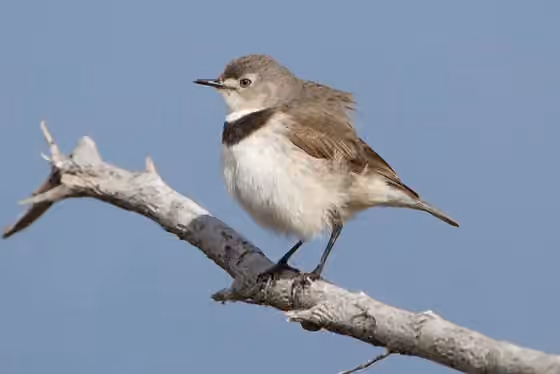 Dokumentasi Epthianura albifrons