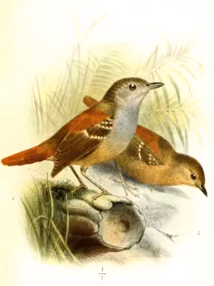 Ilustrasi Epinecrophylla erythrura