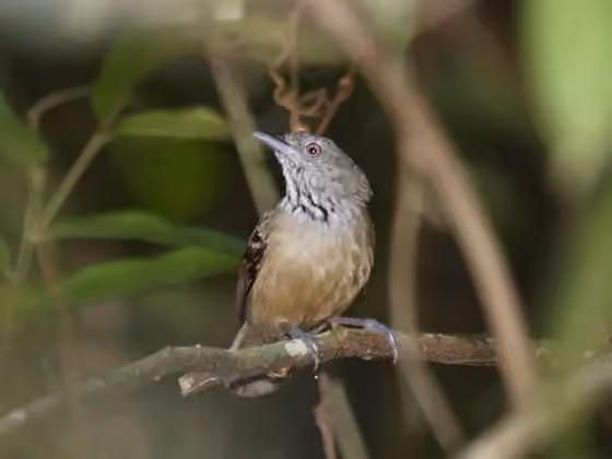 Dokumentasi Epinecrophylla fulviventris