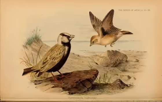 Ilustrasi Eremopterix nigriceps