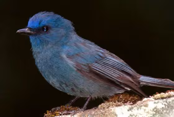 Dokumentasi Eumyias albicaudatus