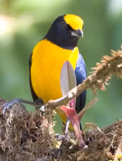 Dokumentasi Euphonia xanthogaster